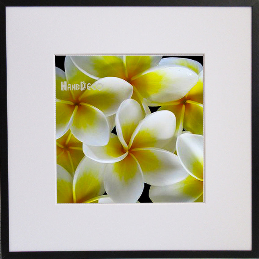 Plumeria gelb